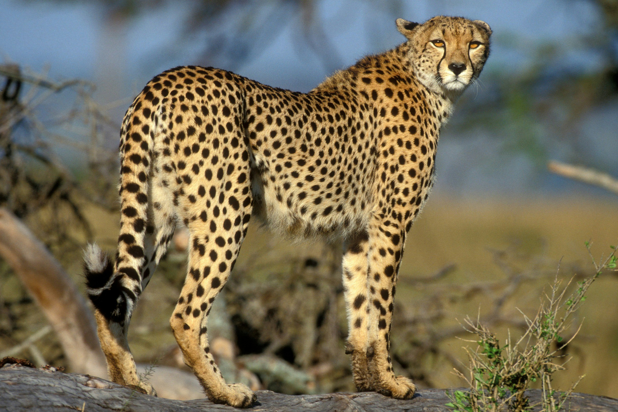 A cheetah in Masai Mara National Reserve, Kenya 